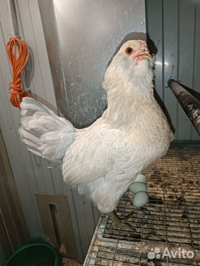 Амерауканы