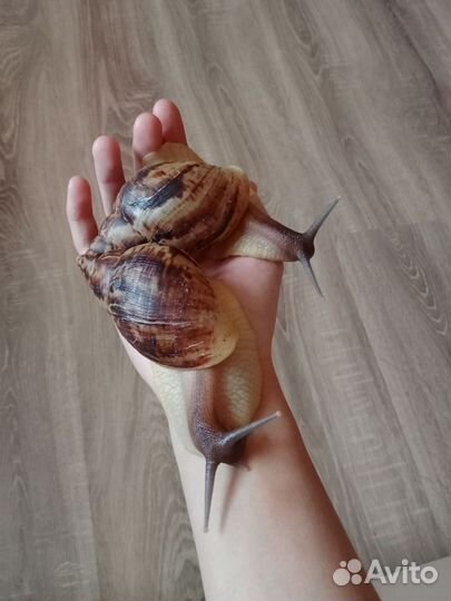 Улитка ахатина