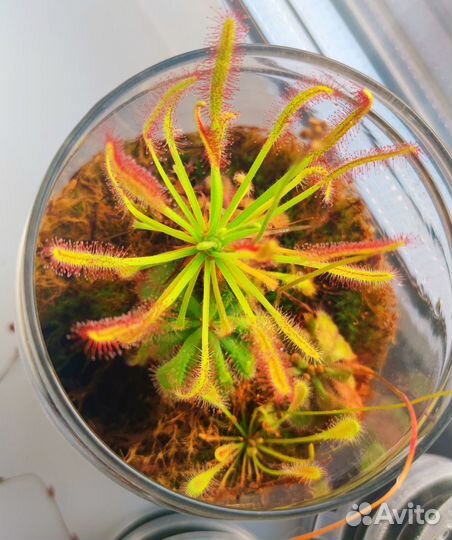 Росянка Капская