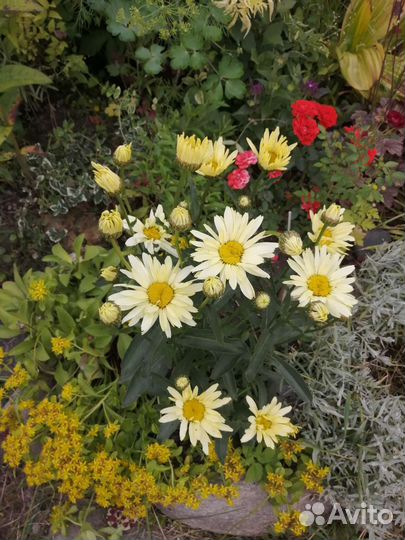 Сортовые нивянники