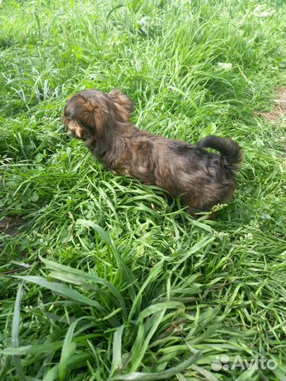 Йоркширский терьер мини