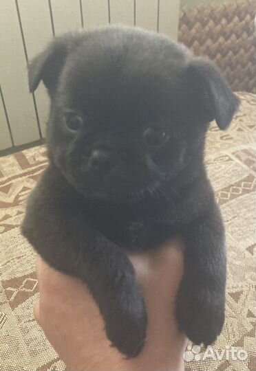Мопс щенки-метисы