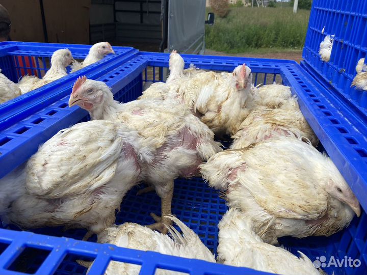 Бройлеры, цыплята, утка