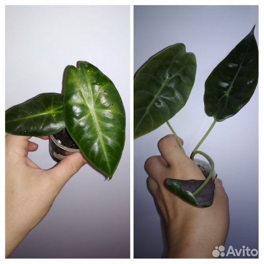 Алоказии детки