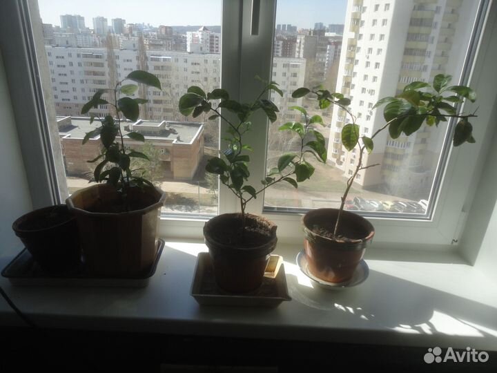 Лимонное деревце