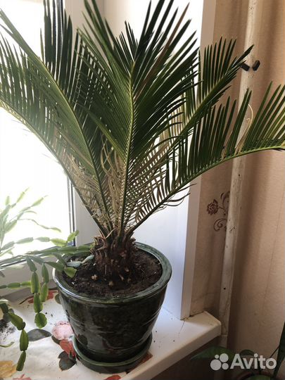 Пальма цикас