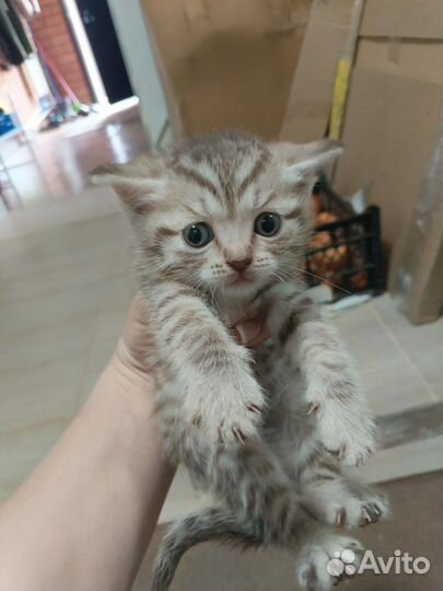 Котята в добрые руки 1 месяц