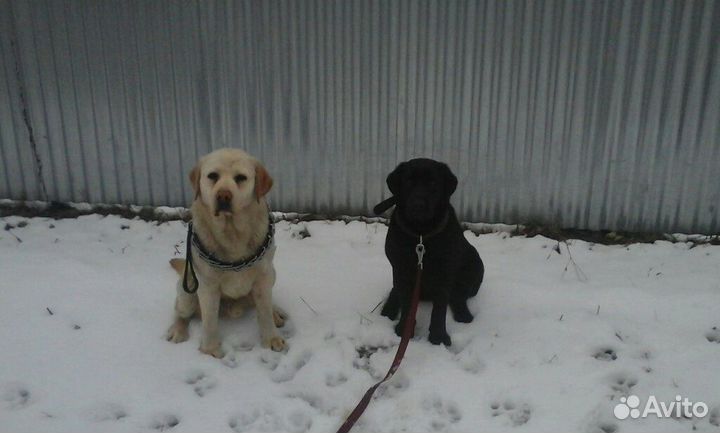 Передержка для собак