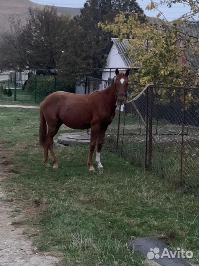 Лошадь кобыла