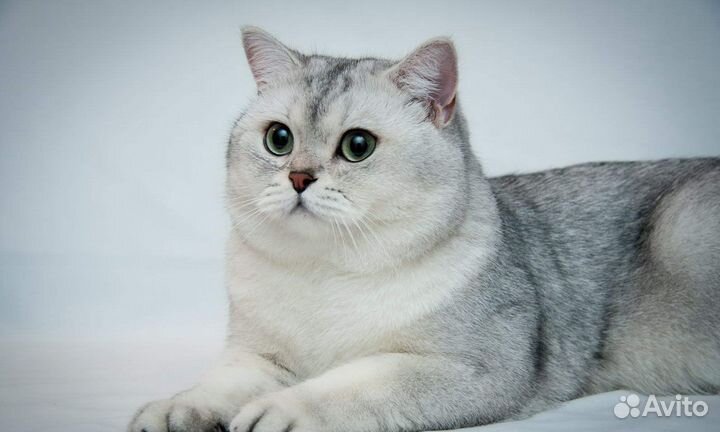 Британец чистокровный для вязки