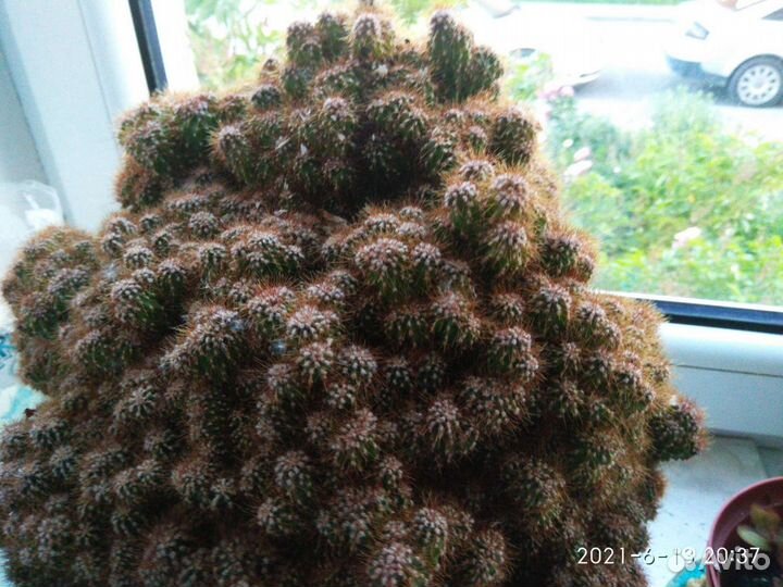 Огромный кактус горный цереус