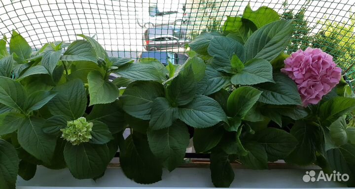 Гортензия крупнолистная в горшке