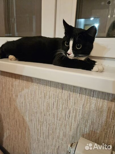Кошечка в добрые руки