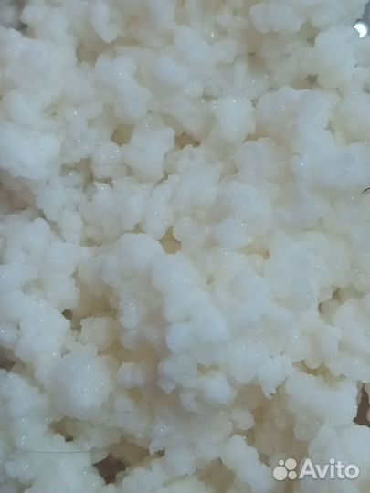 Кефирный Гриб(тибетский молочный гриб)