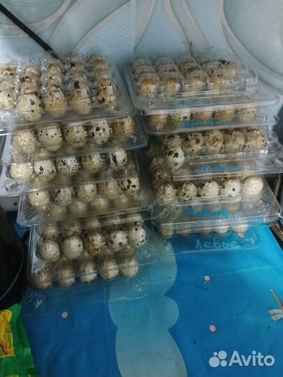 Яйца перепелиные