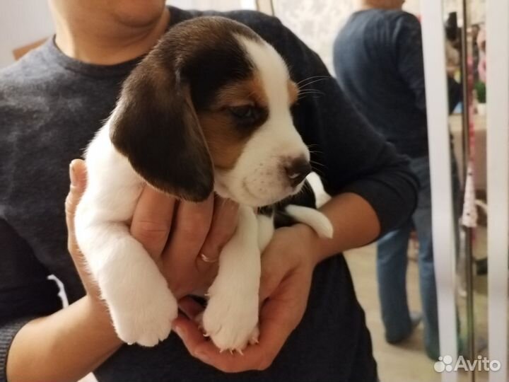 Щенки бигль