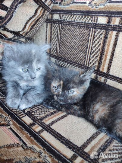 Котята 3 шт