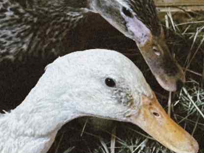 Инкубационное яйцо утки индийский бегунок, Черноголовка