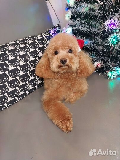 Груминг собак и кошек