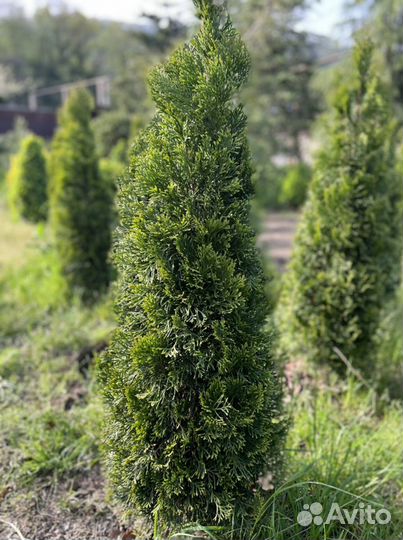 Туя смарагд