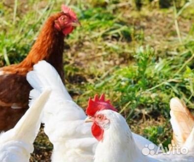 Куры молодые.Цыплята бройлер Петух.Утята.Индюшата