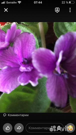 Цветок комнатный