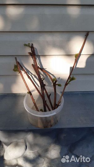 Черенки винограда Изабелла