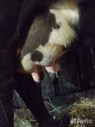 Корова стельная