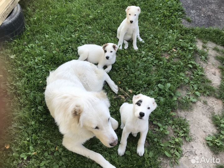 Щенки алабая