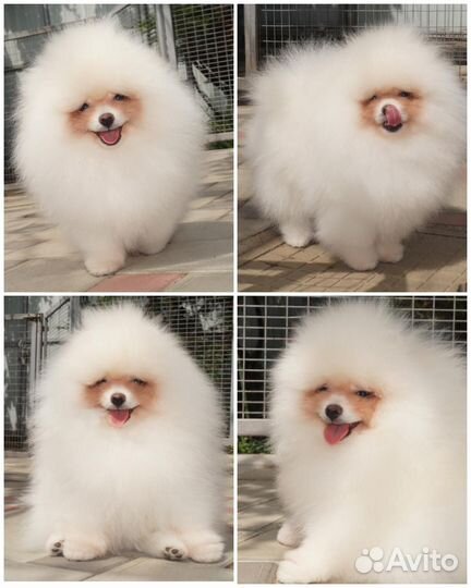 Мишка шпиц