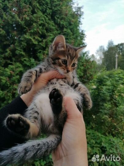 Котенок в дар