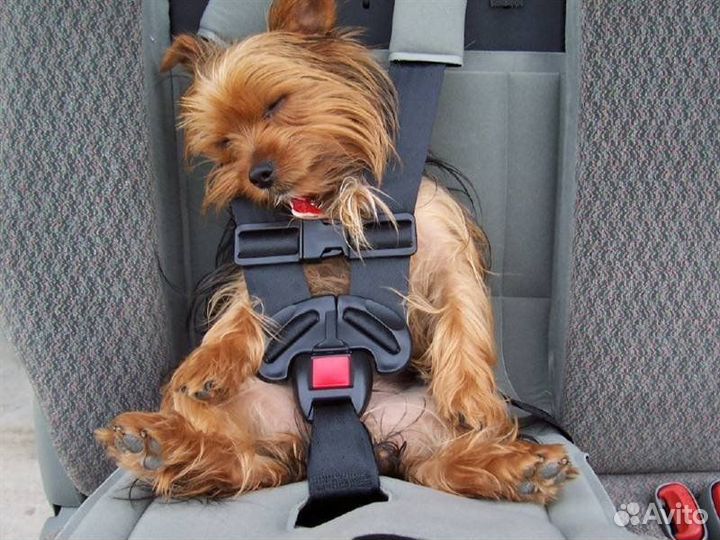 Перевозка животных зоотакси