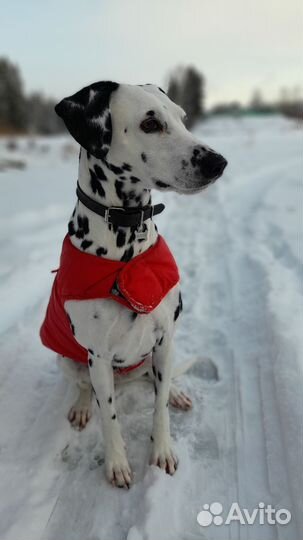 Долматин вязка