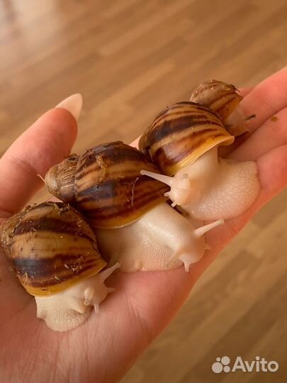 Улитки архахатины