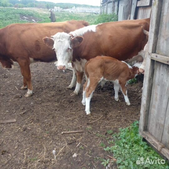 Телки с бычками