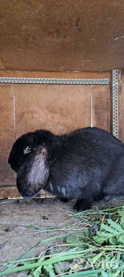 Кролики породы французский баран