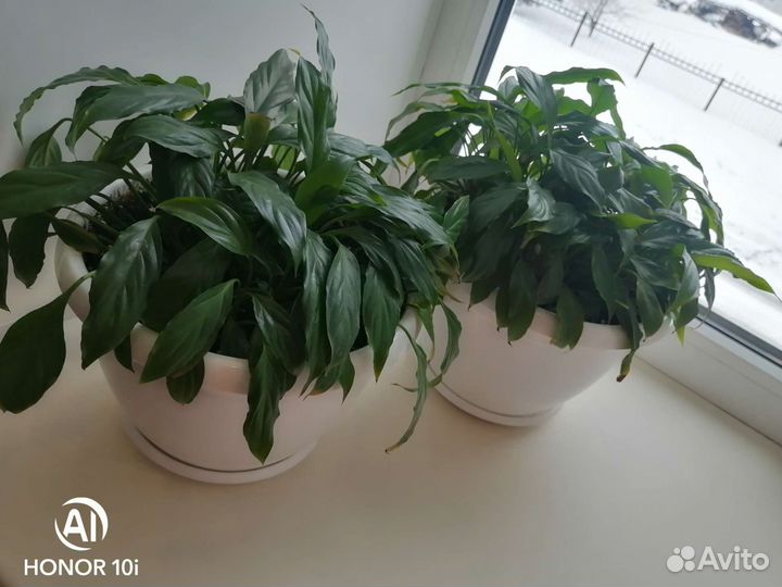 Спатифиллум