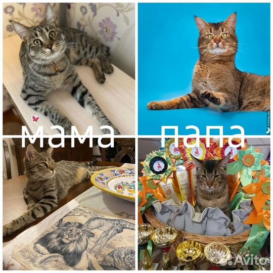 Продам котят породы чаузи ф3