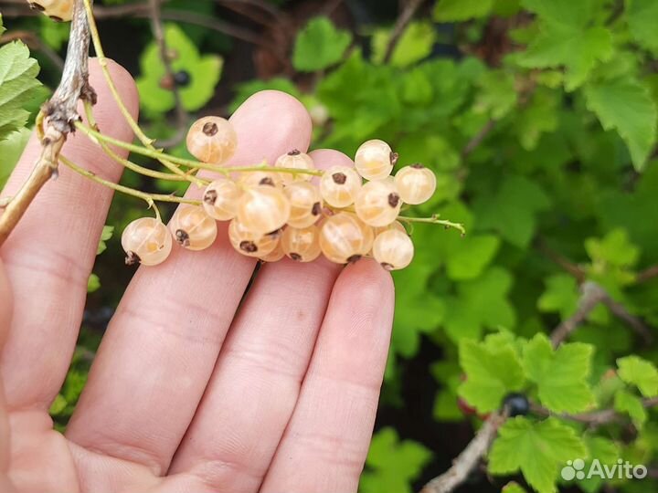 Саженцы смородины