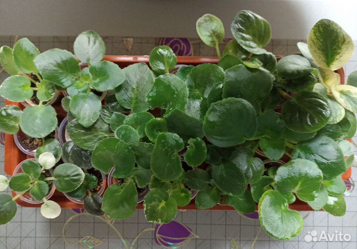 Детки сортовых фиалок