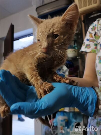 Котенок в добрые руки