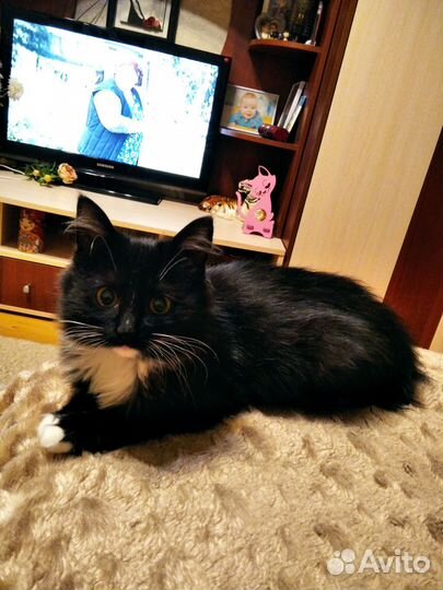 Кошка Василиса, пять месяцев