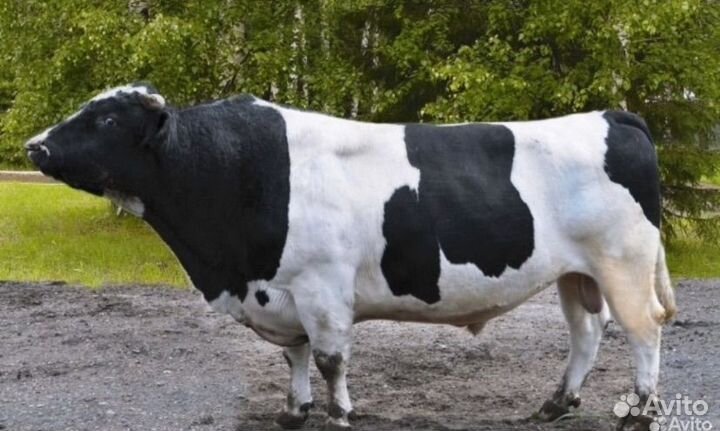 Телята бычки