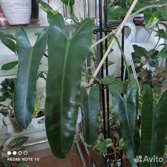 Филодендроны