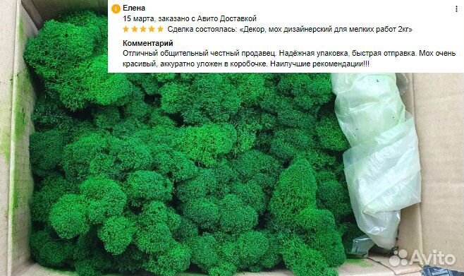 Стабилизированный мох ягель на стену