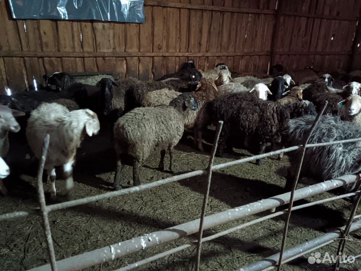 Бараны, ярки, овцы, ягнята, мододняк