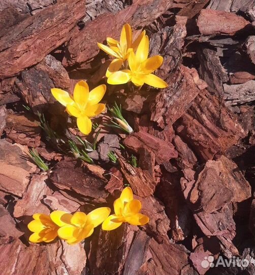 Мульча кора лиственницы 60 л