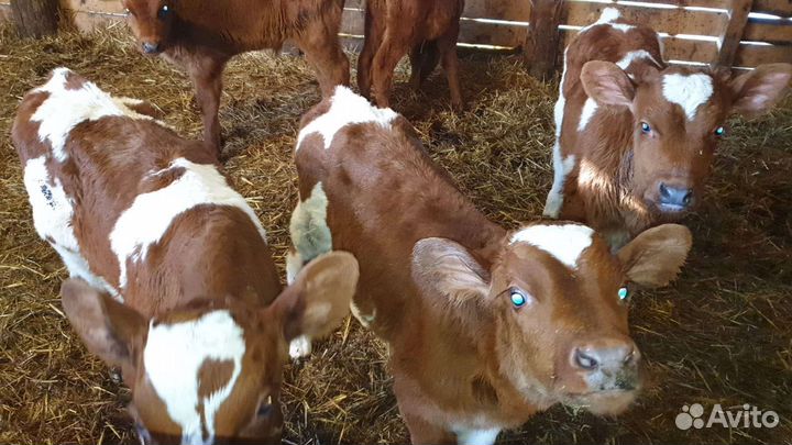 Телята симменталы