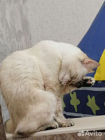 Кошка в дар бесплатно