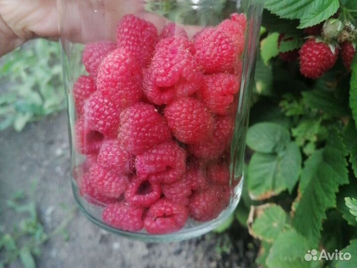 Малина ягода